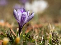 Krokus weissviolett gestreift